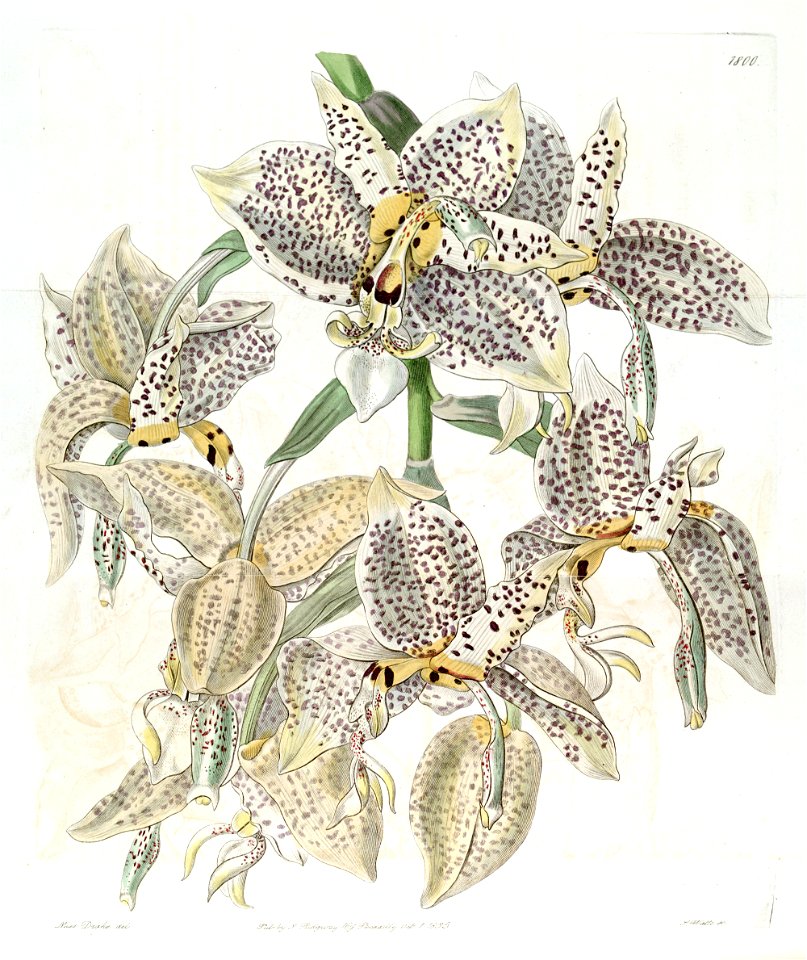 Stanhopea oculata - Edwards vol. 21 pl. 1800 (1836)