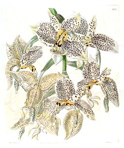 Stanhopea oculata - Edwards vol. 21 pl. 1800 (1836)
