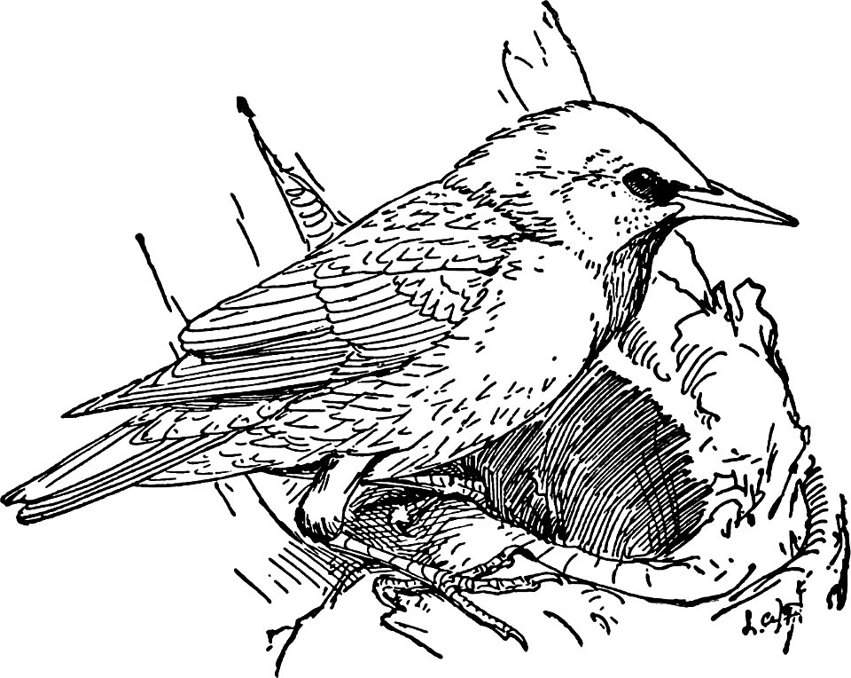 Starling-MBS 50