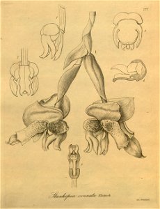 Stanhopea connata - Xenia vol. 3 pl. 277 (1900)