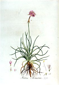 Statice armeria — Flora Batava — Volume v3