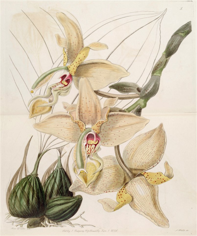 Stanhopea × quadricornis - Edwards vol 24 (NS 1) pl 5 (1838)