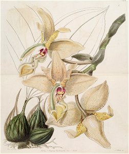 Stanhopea × quadricornis - Edwards vol 24 (NS 1) pl 5 (1838). Free illustration for personal and commercial use.