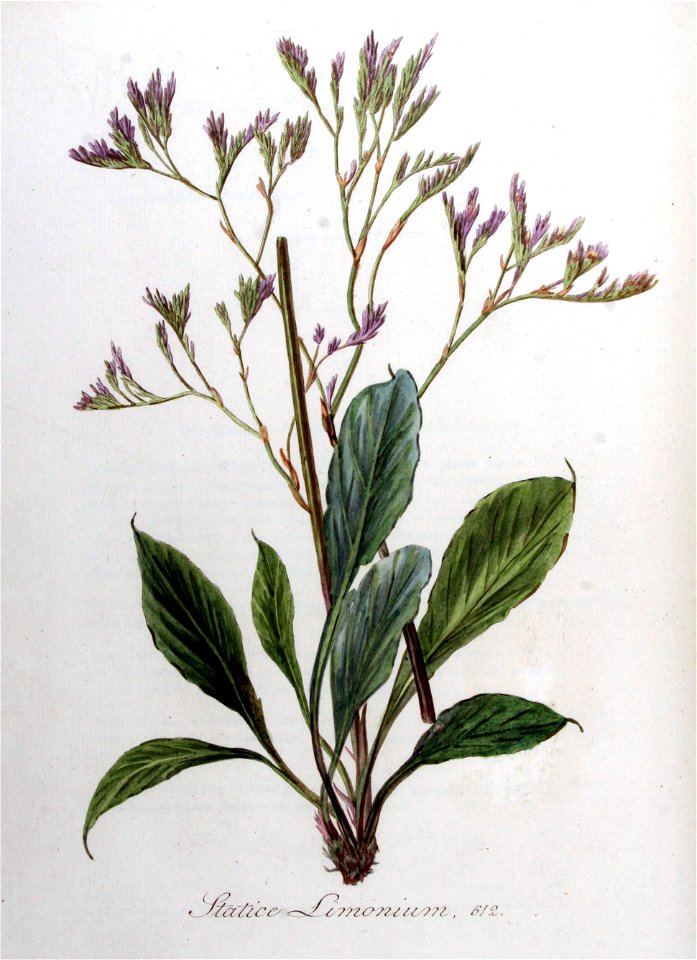 Statice limonium — Flora Batava — Volume v8