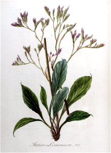 Statice limonium — Flora Batava — Volume v8