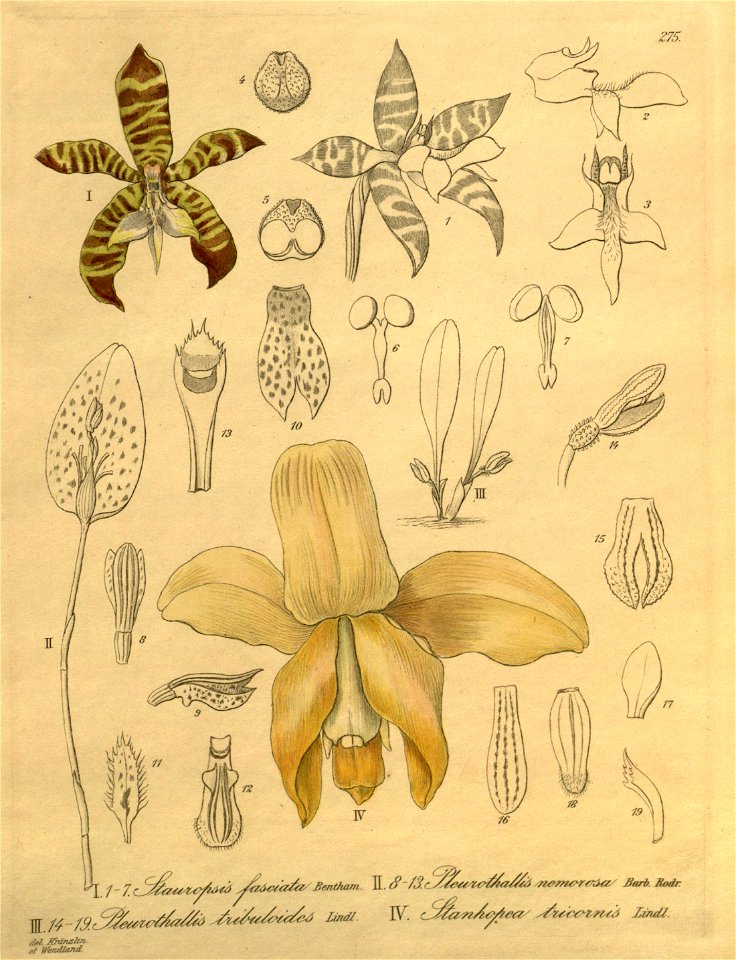 Stauropsis fasciata - Pleurothallis nemorosa - Pl. tribuloides - Stanhopea tricornis - Xenia 3- 275