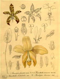 Stauropsis fasciata - Pleurothallis nemorosa - Pl. tribuloides - Stanhopea tricornis - Xenia 3- 275. Free illustration for personal and commercial use.