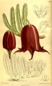 Stapelia leendertziae 140-8561