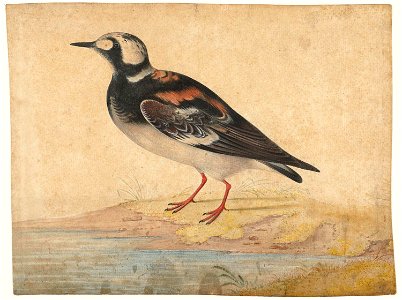Steenloper, in zomerkleed
