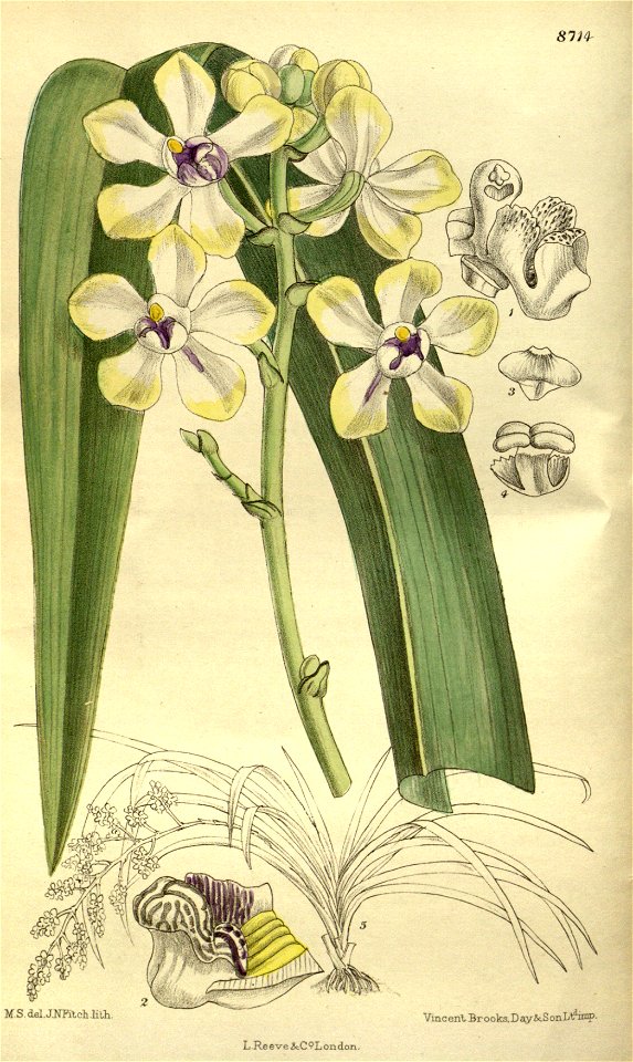 Stauropsis imthurnii 143-8714
