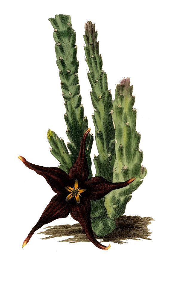 Stapelia vetula Loddiges clean