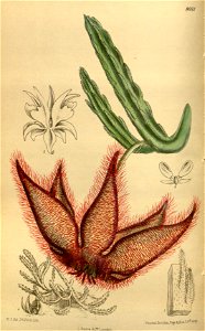 Stapelia gettleffii 142-8681