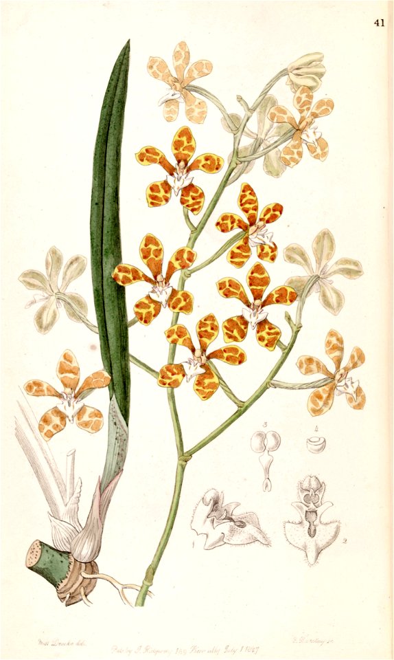 Staurochilus ionosmus (as Cleisostoma ionosmum) - Edwards vol 33 (NS 10) pl 41 (1847)