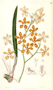 Staurochilus ionosmus (as Cleisostoma ionosmum) - Edwards vol 33 (NS 10) pl 41 (1847)