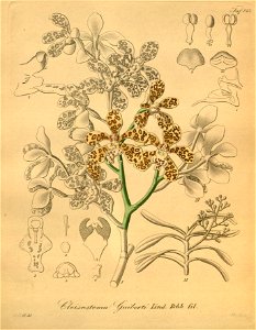 Staurochilus guibertii (as Cleisostoma guibertii) - Xenia 2 pl 142