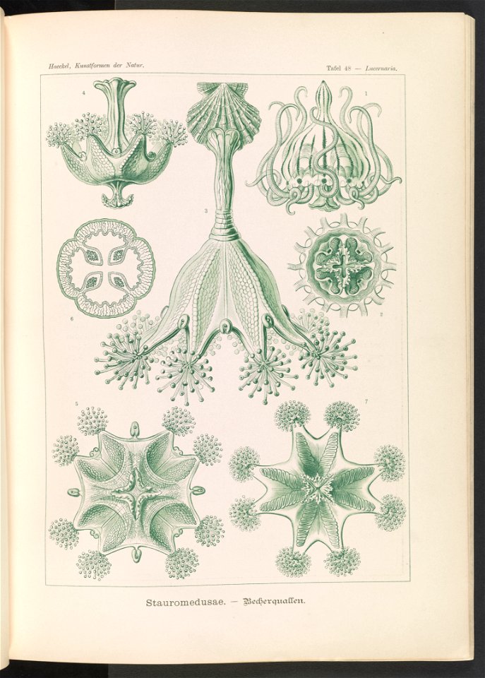 Stauromedusae. - Becherquallen LCCN2015648934