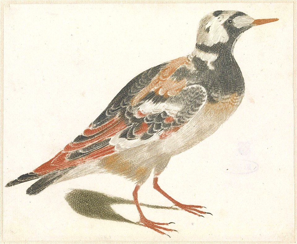 Steenloper