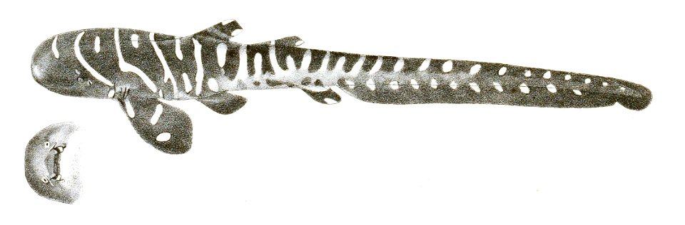 Stegostoma tigrinum Day 187