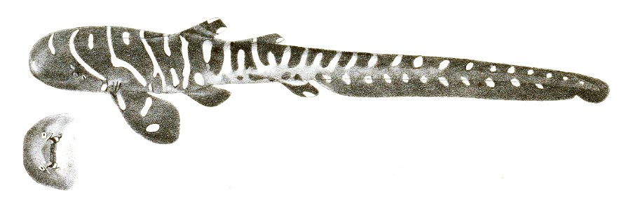 Stegostoma tigrinum Day 187