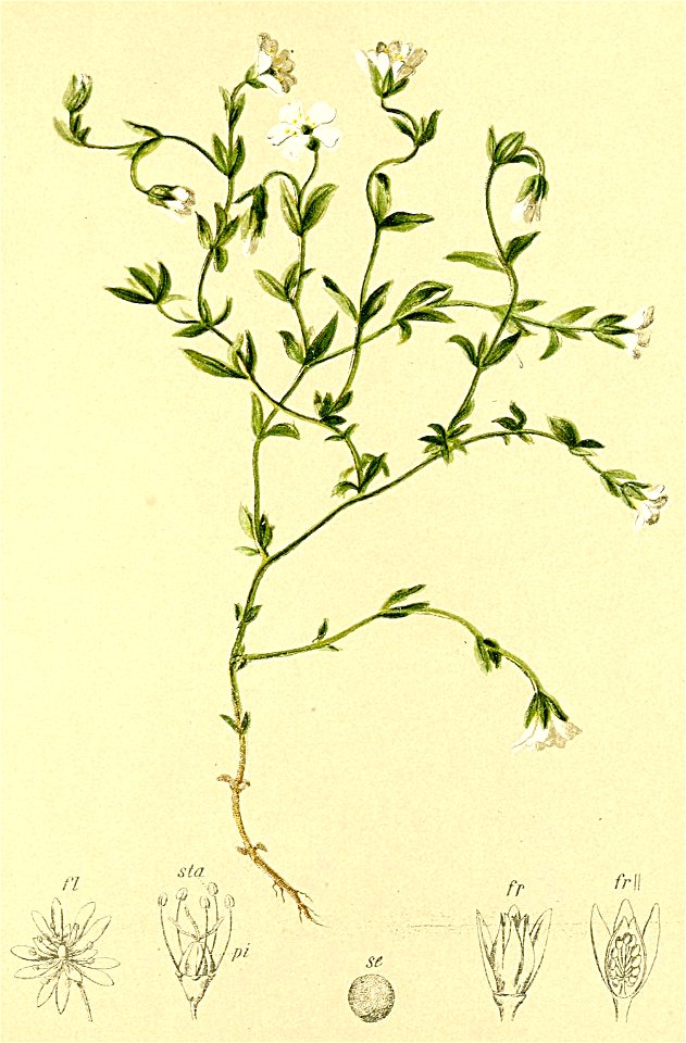 Stellaria ceratioides Atlas Alpenflora