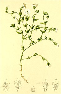Stellaria ceratioides Atlas Alpenflora