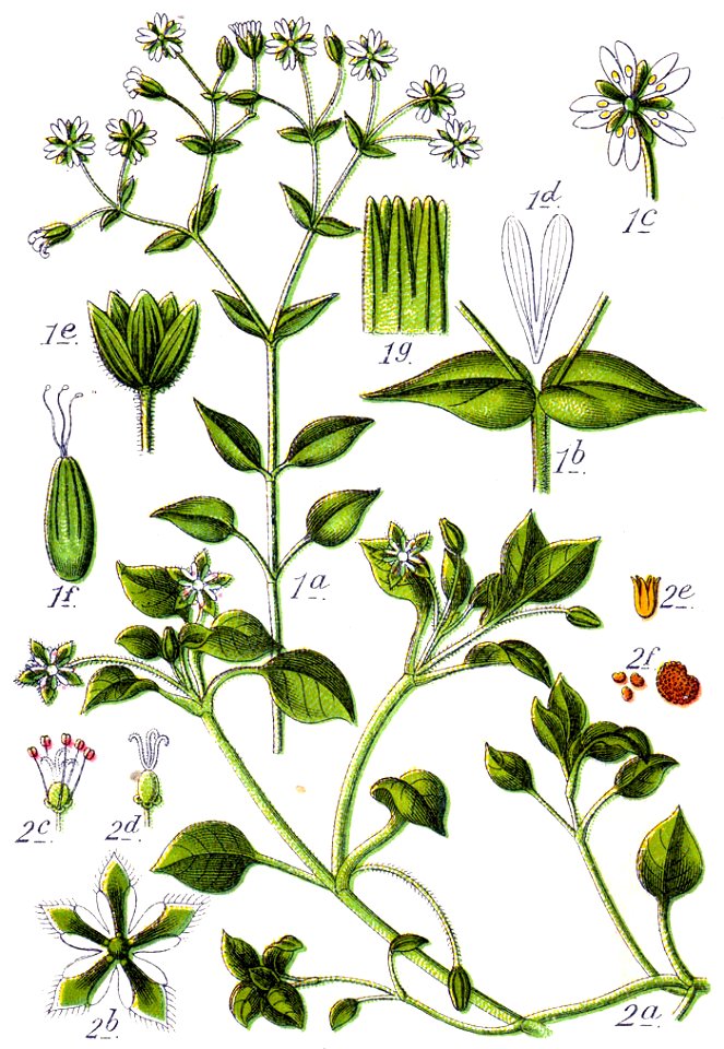 Stellaria spp Sturm5