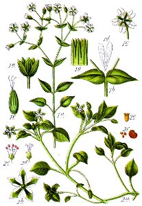 Stellaria spp Sturm5