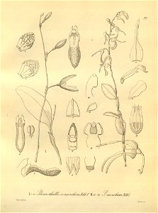 Stelis pachyglossa (as Pleurothallis conanthera) - Trichosalpinx arbuscula (as Pleurothallis moschata) - Xenia 3 pl 217. Free illustration for personal and commercial use.