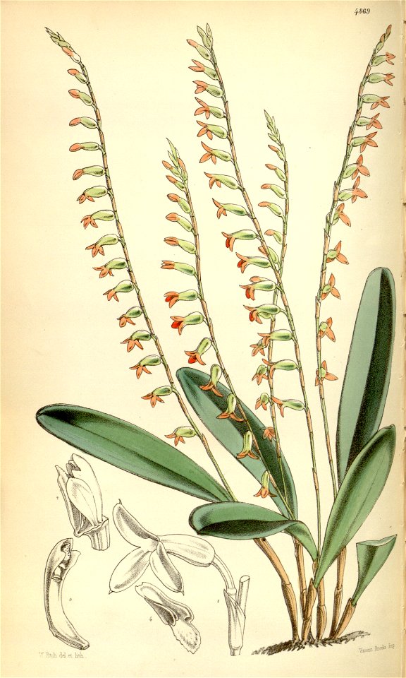 Stelis emarginata (as Physosiphon loddigesii) - Curtis' 81 (Ser. 3 no. 11) pl. 4869 (1855)