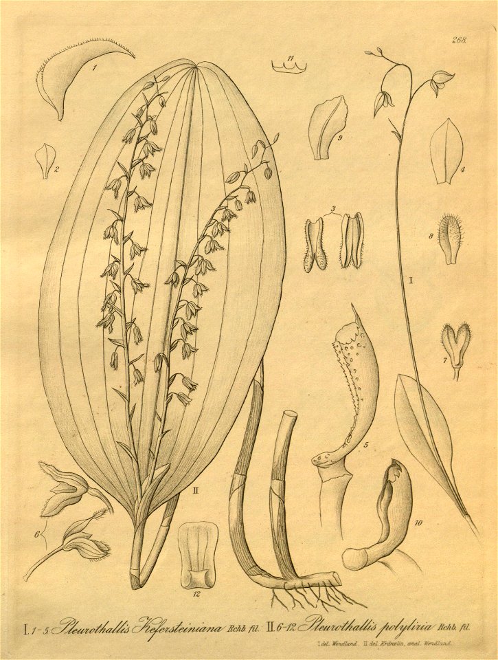 Stelis kefersteiniana (as Pleurothallis kefersteiniana) - Stelis gelida (as Pleurothallis polyliria) - Xenia 3 pl 268