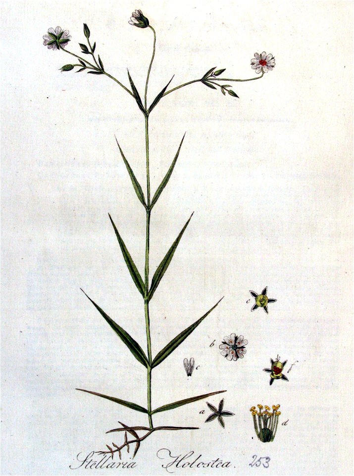 Stellaria holostea — Flora Batava — Volume v4