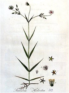 Stellaria holostea — Flora Batava — Volume v4