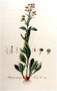 Stenactis annua — Flora Batava — Volume v9