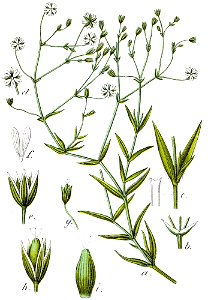 Stellaria graminea Sturm7