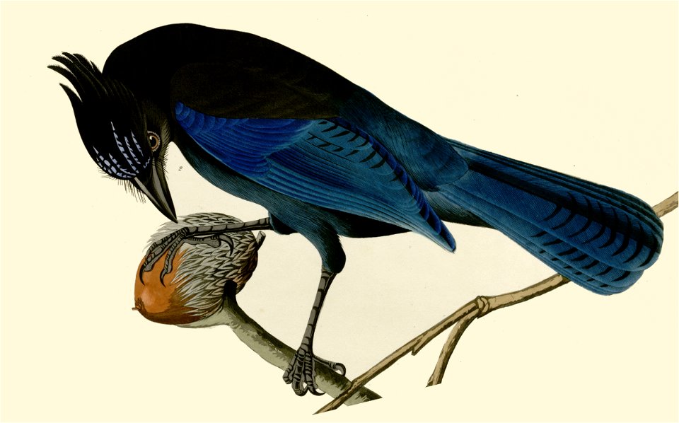 Steller's Jay (illustration)