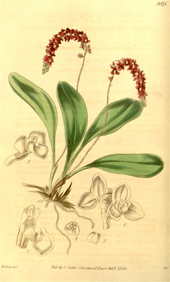 Stelis ciliaris (as Stelis atropurpurea) - Curtis' 69 (N.S. 16) pl. 3975 (1843)