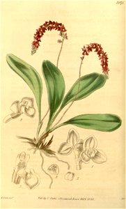Stelis ciliaris (as Stelis atropurpurea) - Curtis' 69 (N.S. 16) pl. 3975 (1843)