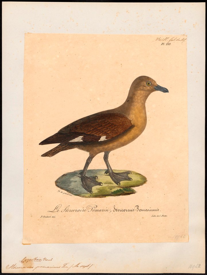 Stercorarius pomarinus - 1825-1834 - Print - Iconographia Zoologica - Special Collections University of Amsterdam - UBA01 IZ17900188
