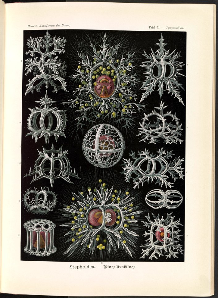 Stephoidea. - Ringelstrahlinge LCCN2015648952
