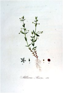 Stellaria alsine — Flora Batava — Volume v7