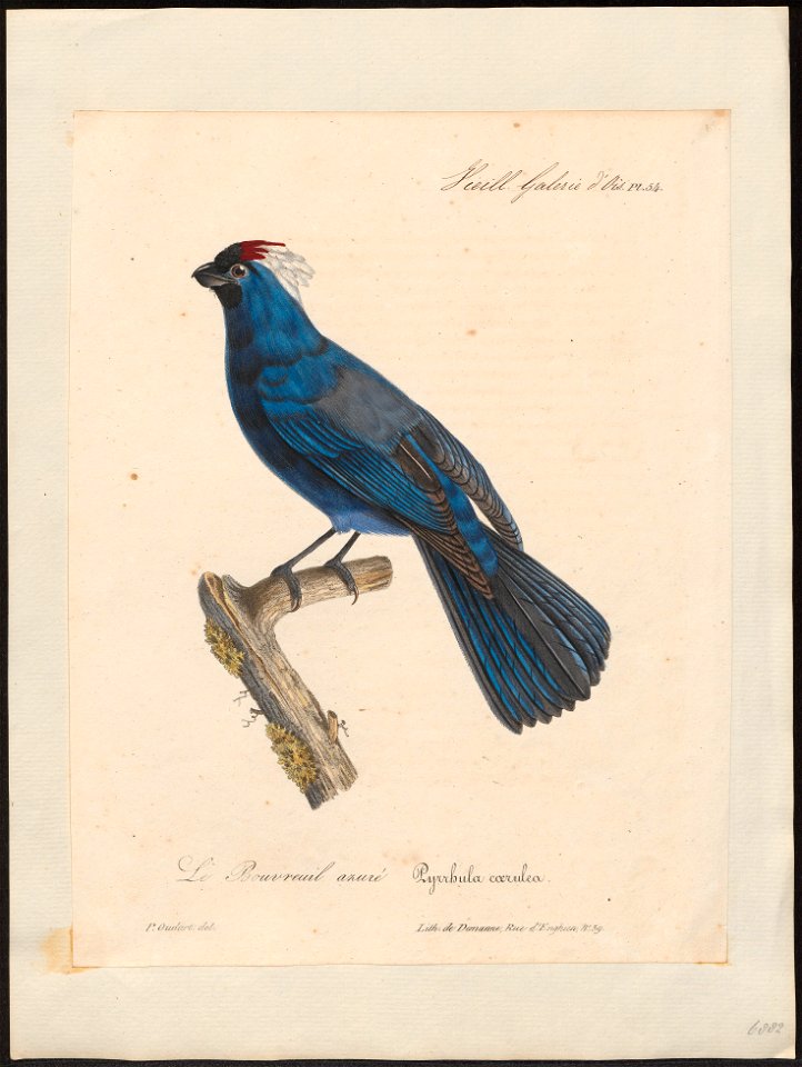 Stephanophorus leucocephalus - 1825-1834 - Print - Iconographia Zoologica - Special Collections University of Amsterdam - UBA01 IZ15900257