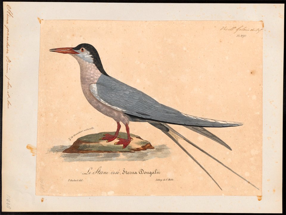 Sterna paradisea - 1825-1834 - Print - Iconographia Zoologica - Special Collections University of Amsterdam - UBA01 IZ17900322