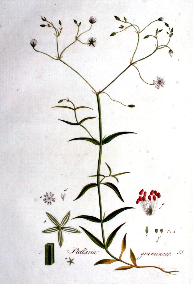 Stellaria graminea — Flora Batava — Volume v1