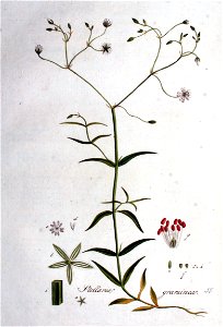 Stellaria graminea — Flora Batava — Volume v1