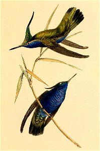Stephanoxis lalandi 1841