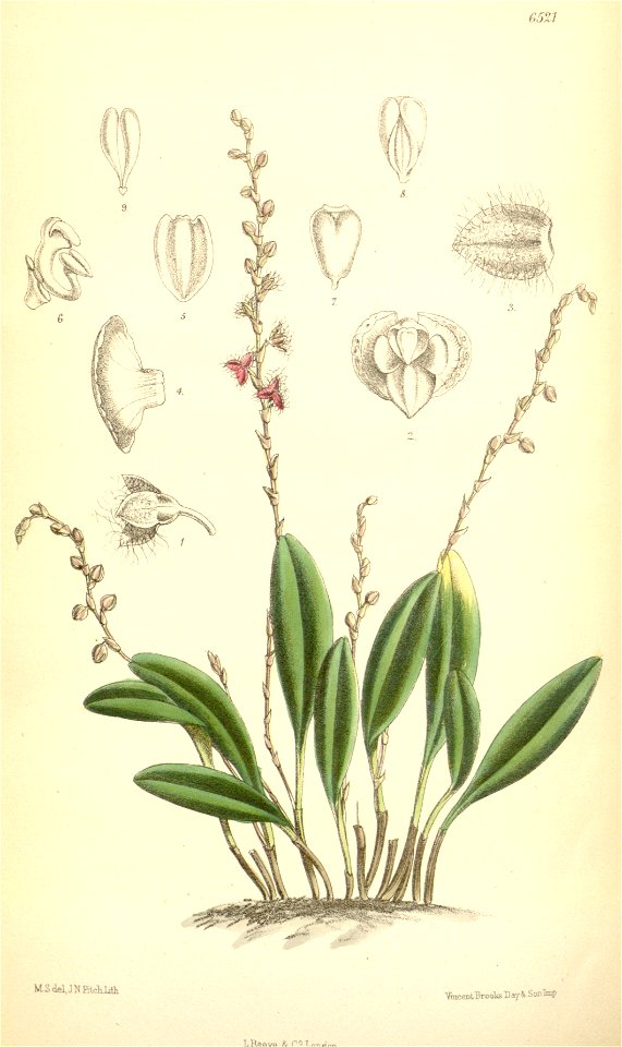 Stelis eublepharis (as Stelis bruchmuelleri, spelled Stelis brückmülleri) - Curtis' 106 (Ser. 3 no. 36) pl. 6521 (1880)