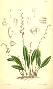 Stelis eublepharis (as Stelis bruchmuelleri, spelled Stelis brückmülleri) - Curtis' 106 (Ser. 3 no. 36) pl. 6521 (1880)