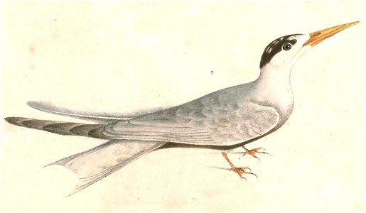 Sterna acuticauda Hardwicke