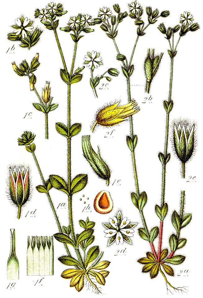 Stellaria borealis Sturm10
