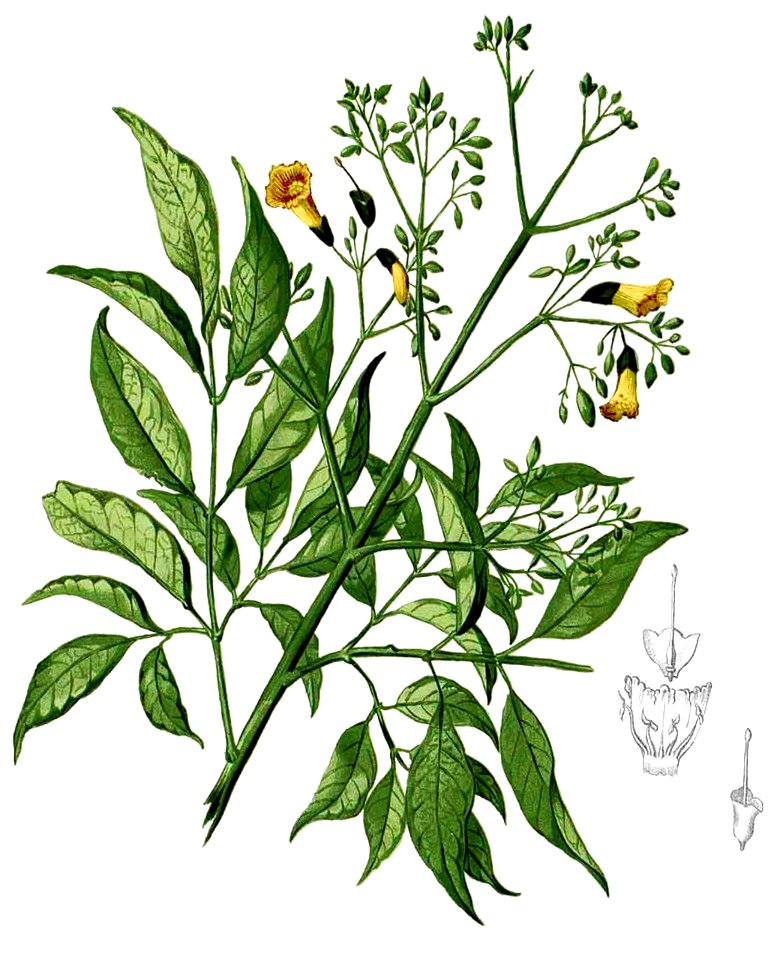 Stereospermum chelonoides Blanco2.252-cropped